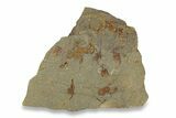 Ordovician Carpoid Fossil Plate - Ktaoua Formation, Morocco #289398-1